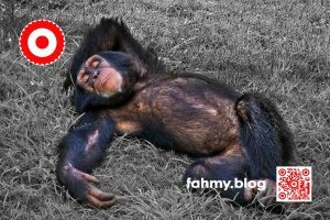 Im Bild ist ein Schimpase zu sehen. Der Schimpanse liegt entspannt im Gras, schläft, döst oder sinniert. Das Foto entstand im Tiergarten in Valencia in Spanien. Der Schimpanse ist in Farbe, das an sich grüne Gras erscheint grau. Das Foto soll eine Hommage an die Schwarz-Weiß-Fotografie sein. Der Schimpanse wirkt nachkoloriert. Das Foto strahlt Ruhe aus. DIe innere Ruhe, die ich so oft gerne hätte, und die ich mittlerweile mit meinem fortgeschrittenen Alter erreiche. Das Foto ziert den Blog-Beitrag "5+1 = 51 | und wieder ein Jahr älter..." oder "51 Jahre" oder "51. Geburtstag". Das rot-weiß-rote Logo von fahmy.blog ist in der linken oberen Ecke, der QR-Code und Bildunterschrift von fahmy.blog ist in der rechten Ecke zu sehen.