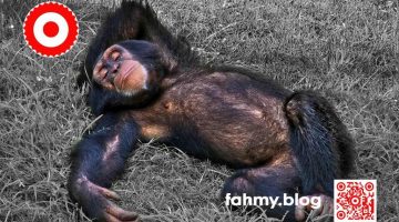 Im Bild ist ein Schimpase zu sehen. Der Schimpanse liegt entspannt im Gras, schläft, döst oder sinniert. Das Foto entstand im Tiergarten in Valencia in Spanien. Der Schimpanse ist in Farbe, das an sich grüne Gras erscheint grau. Das Foto soll eine Hommage an die Schwarz-Weiß-Fotografie sein. Der Schimpanse wirkt nachkoloriert. Das Foto strahlt Ruhe aus. DIe innere Ruhe, die ich so oft gerne hätte, und die ich mittlerweile mit meinem fortgeschrittenen Alter erreiche. Das Foto ziert den Blog-Beitrag "5+1 = 51 | und wieder ein Jahr älter..." oder "51 Jahre" oder "51. Geburtstag". Das rot-weiß-rote Logo von fahmy.blog ist in der linken oberen Ecke, der QR-Code und Bildunterschrift von fahmy.blog ist in der rechten Ecke zu sehen.