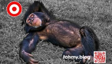 Im Bild ist ein Schimpase zu sehen. Der Schimpanse liegt entspannt im Gras, schläft, döst oder sinniert. Das Foto entstand im Tiergarten in Valencia in Spanien. Der Schimpanse ist in Farbe, das an sich grüne Gras erscheint grau. Das Foto soll eine Hommage an die Schwarz-Weiß-Fotografie sein. Der Schimpanse wirkt nachkoloriert. Das Foto strahlt Ruhe aus. DIe innere Ruhe, die ich so oft gerne hätte, und die ich mittlerweile mit meinem fortgeschrittenen Alter erreiche. Das Foto ziert den Blog-Beitrag "5+1 = 51 | und wieder ein Jahr älter..." oder "51 Jahre" oder "51. Geburtstag". Das rot-weiß-rote Logo von fahmy.blog ist in der linken oberen Ecke, der QR-Code und Bildunterschrift von fahmy.blog ist in der rechten Ecke zu sehen.